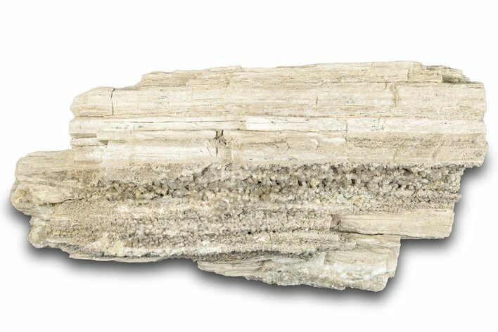 Cretaceous Petrified Wood Covered In Druzy Quartz - Texas #284352